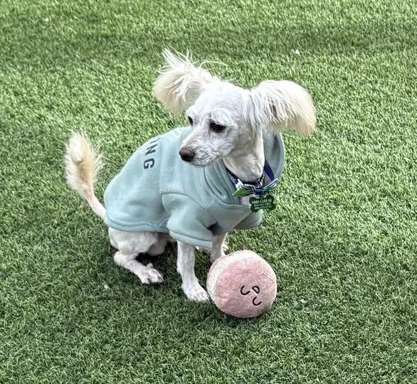 Murphy , ADOPTABLE, Young Male Terrier & Poodle.