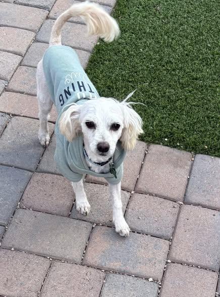 Enlarge Murphy , a ADOPTABLE mixed breed in San Tan Valley, AZ image 2/2