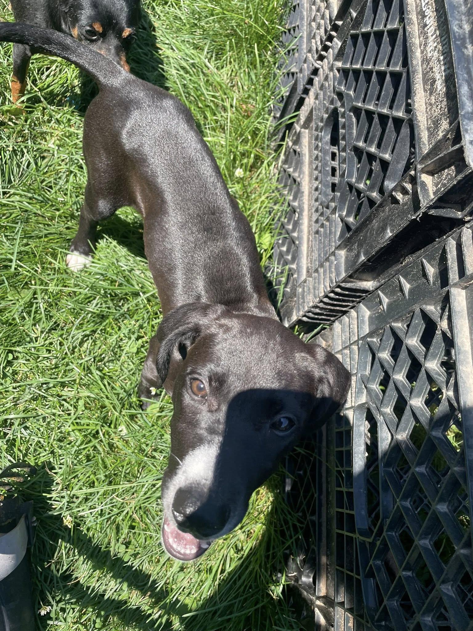 Dixie - Princess Puppy
