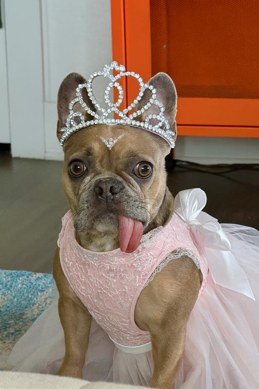 Pumpkin, a Adoptable French Bulldog in St. Petersburg, FL image 3/6