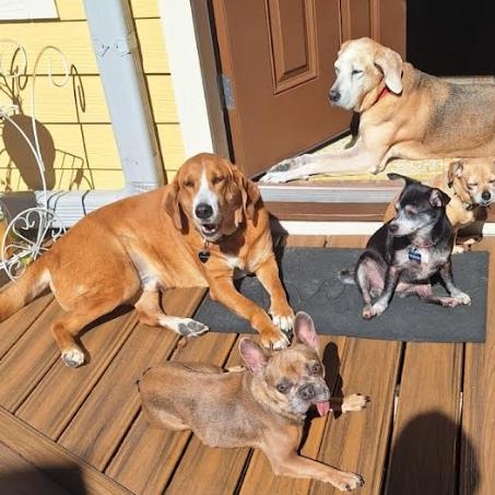 Pumpkin, a Adoptable French Bulldog in St. Petersburg, FL image 6/6