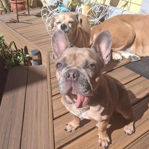 Pumpkin, Adoptable, Young Female French Bulldog.