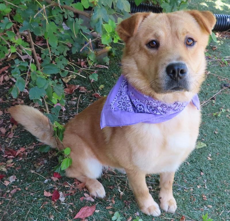 COOPER 364304 SeventySevenPoundsOfLove!