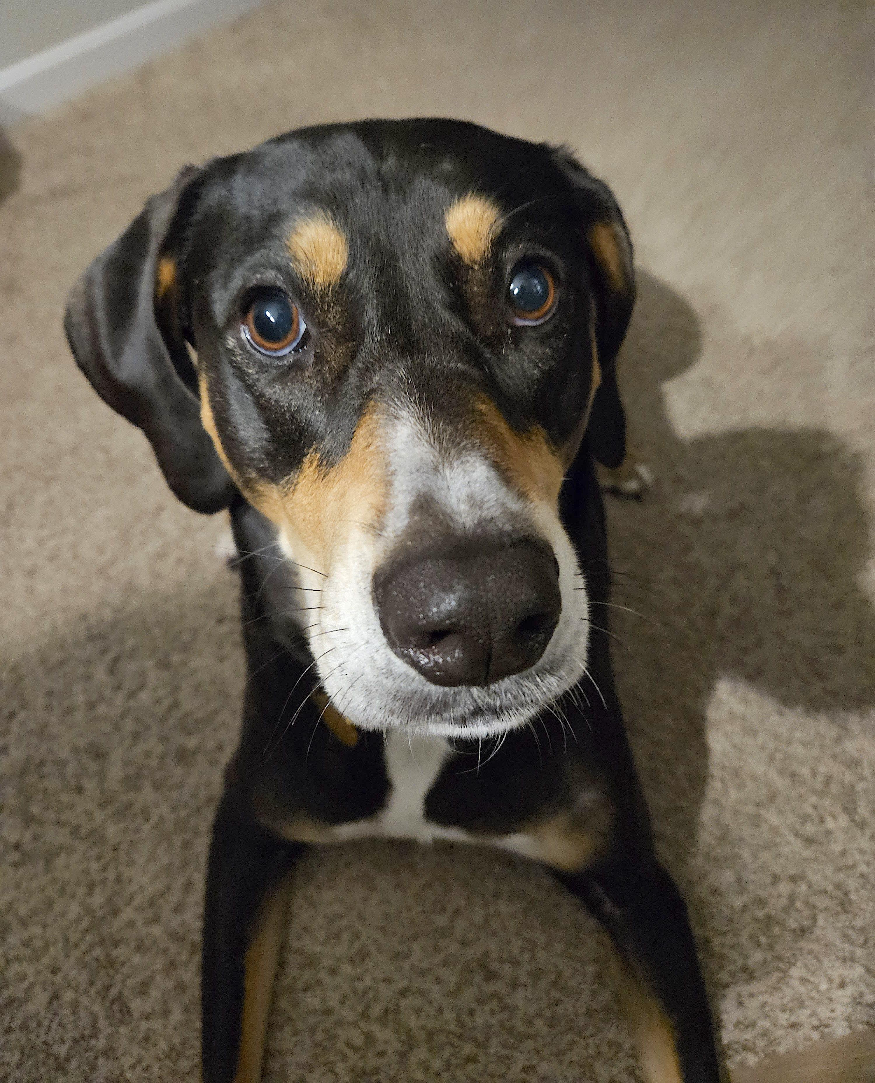 Penny photo 5
