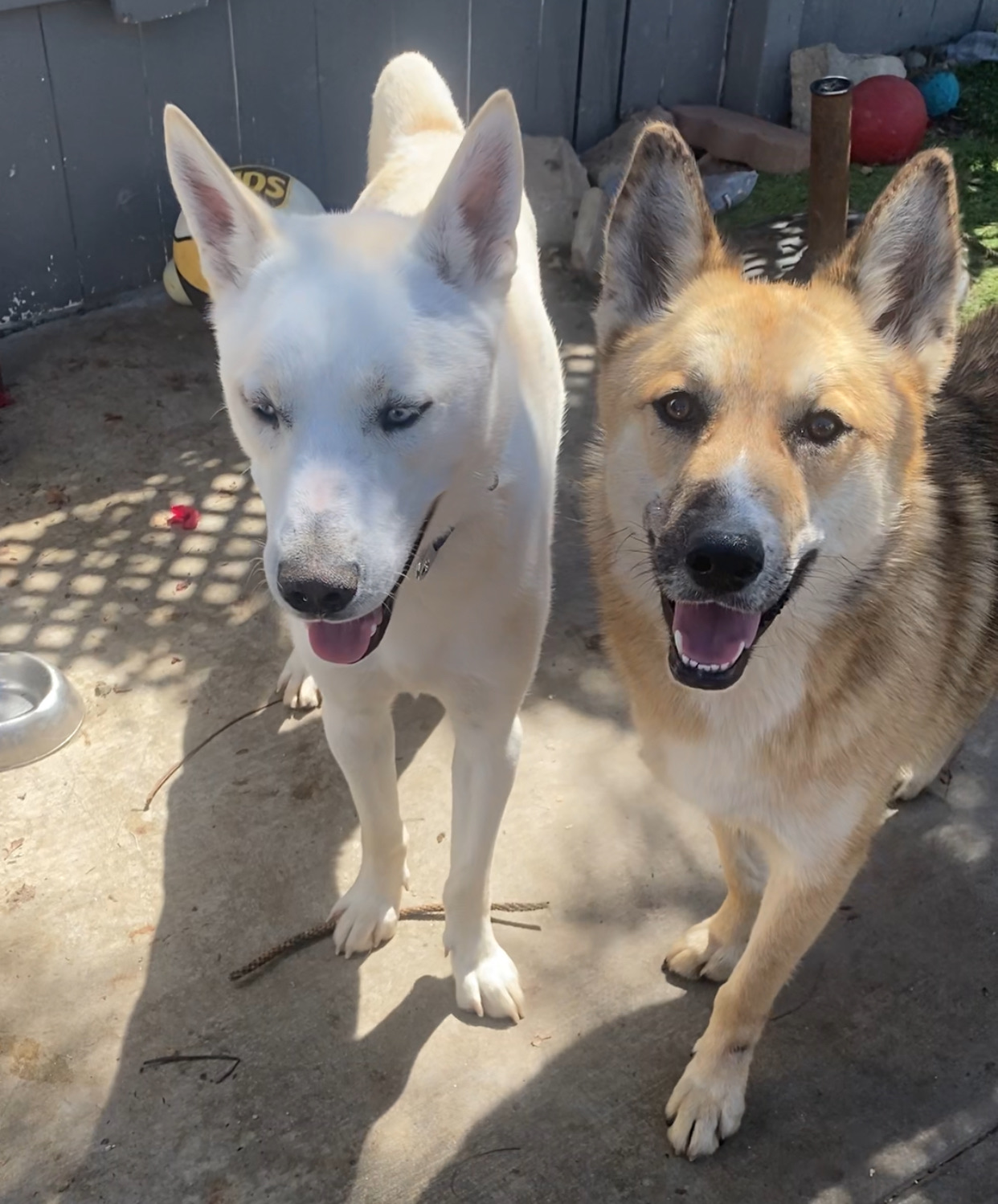 Foxy — thumbnail 2