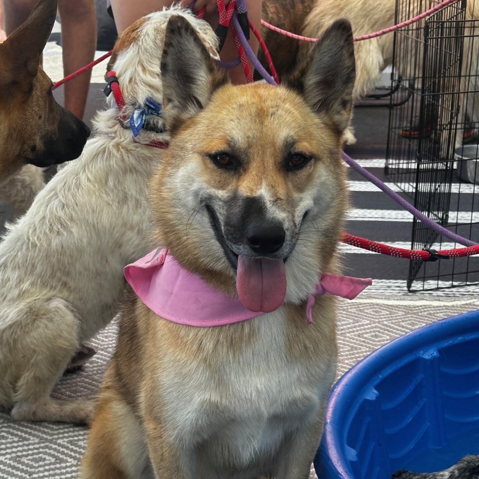 Foxy — thumbnail 3