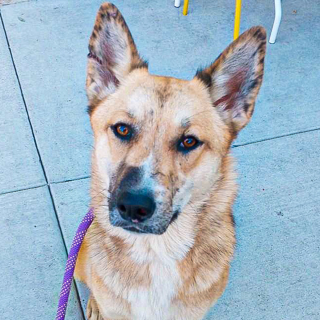 Foxy — thumbnail 4