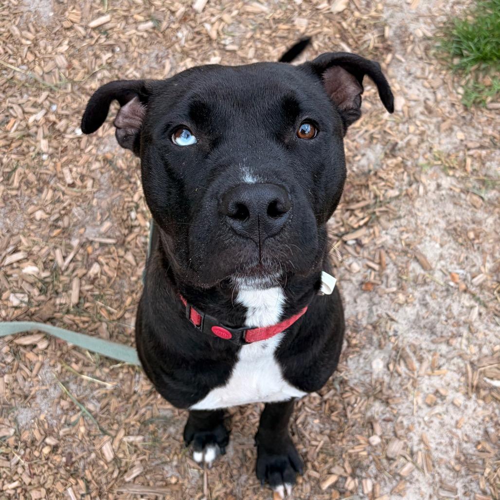 Chase, a Adoptable Mixed Breed in Jacksonville, FL image 1/5