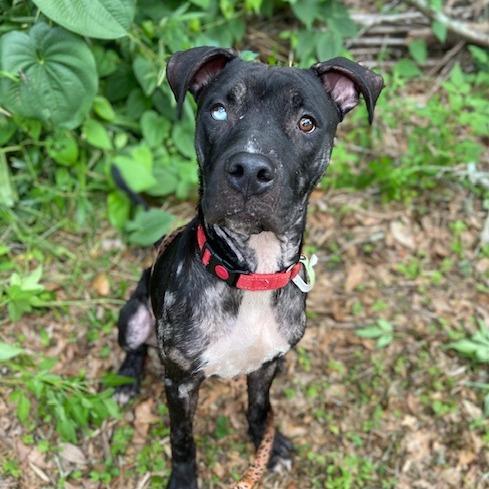 Chase, Adoptable, Adult Male Mixed Breed.