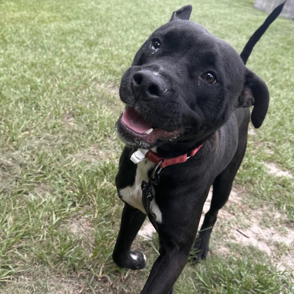 Chase, a Adoptable Mixed Breed in Jacksonville, FL image 2/5