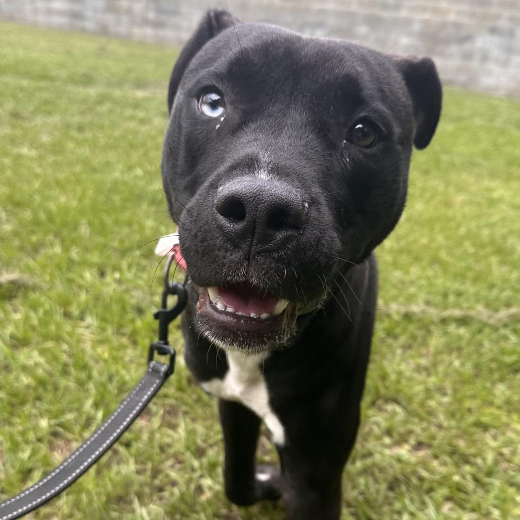 Chase, a Adoptable Mixed Breed in Jacksonville, FL image 3/5