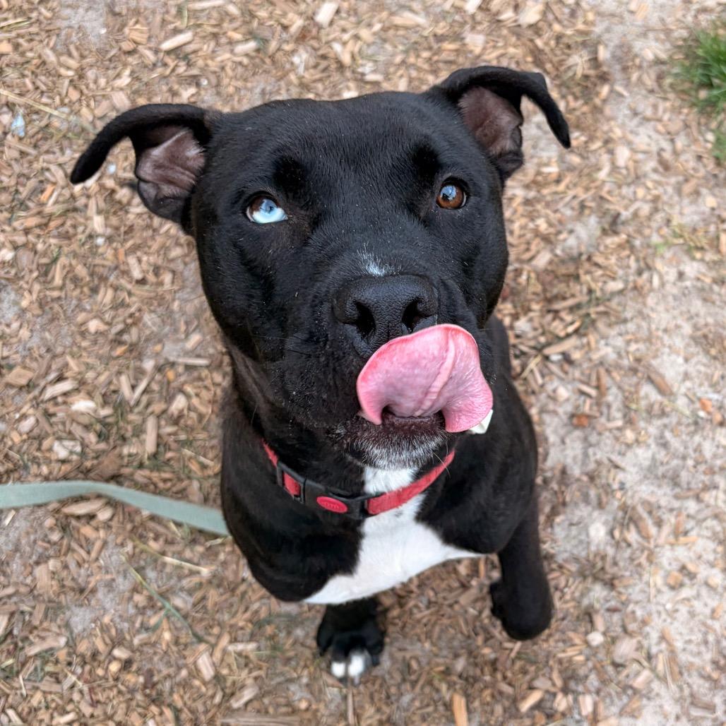 Chase, a Adoptable Mixed Breed in Jacksonville, FL image 4/5