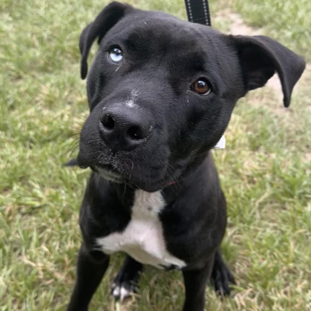 Chase, a Adoptable Mixed Breed in Jacksonville, FL image 5/5