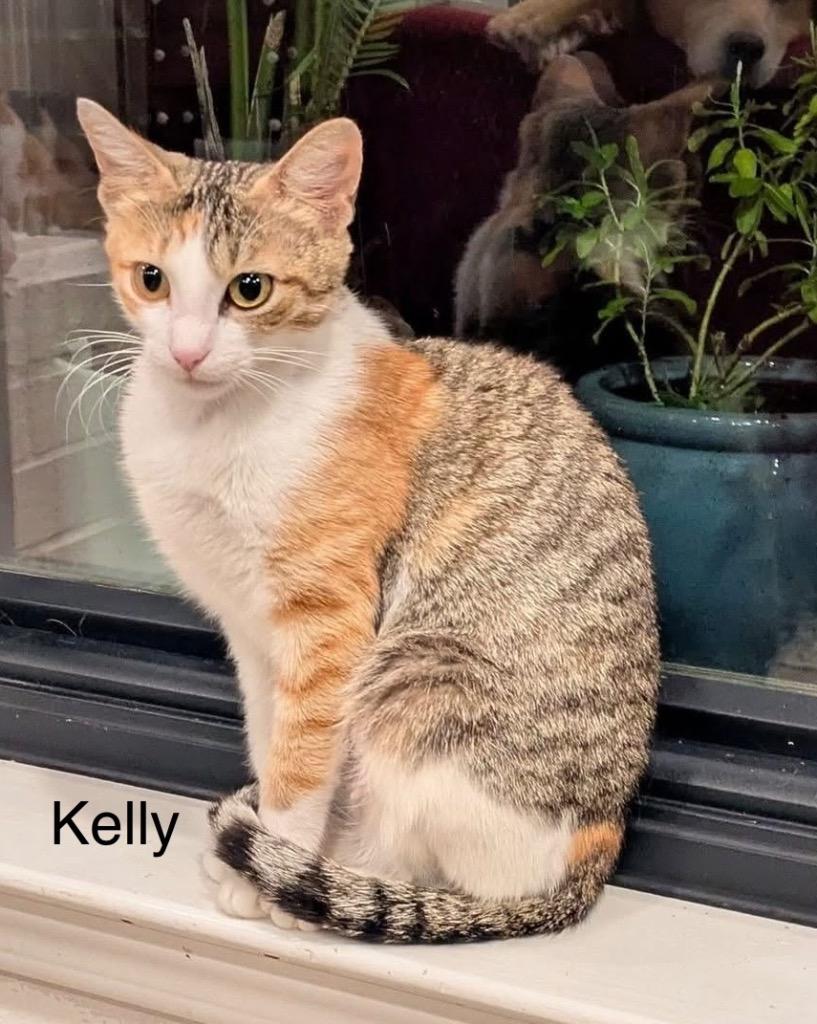 Enlarge Kelly, a Adoptable mixed breed in Spring, TX image 1/2
