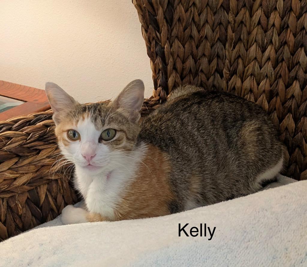 Enlarge Kelly, a Adoptable mixed breed in Spring, TX image 2/2