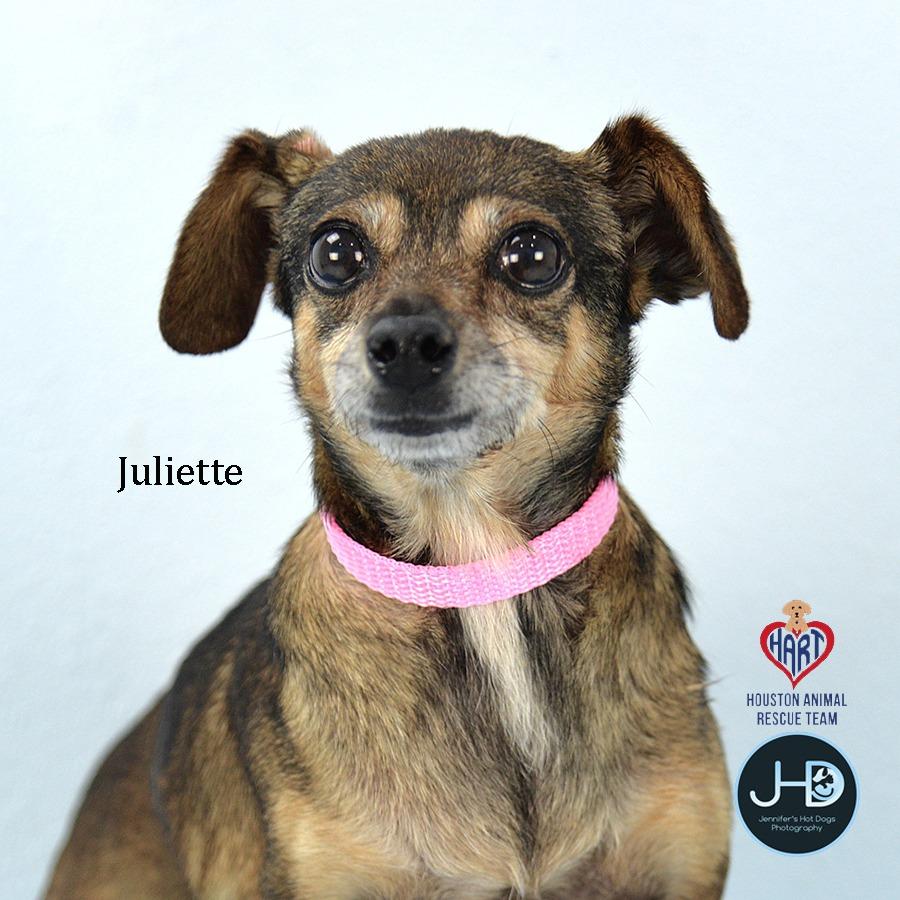 Enlarge Juliette, a Adoptable mixed breed in Hockley, TX image 1/2