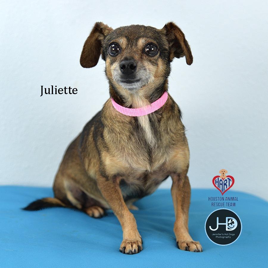 Enlarge Juliette, a Adoptable mixed breed in Hockley, TX image 2/2