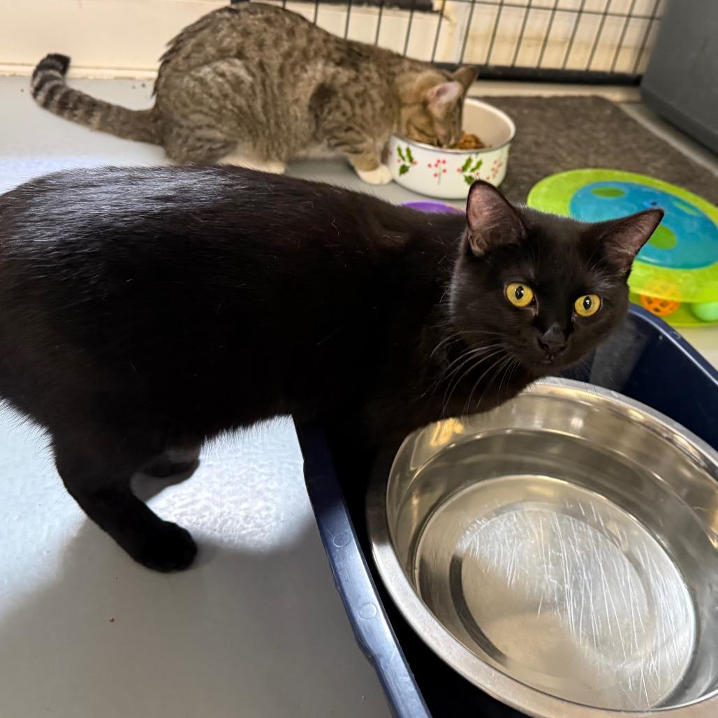 Chloe, Adoptable, Young Female Domestic Medium Hair.
