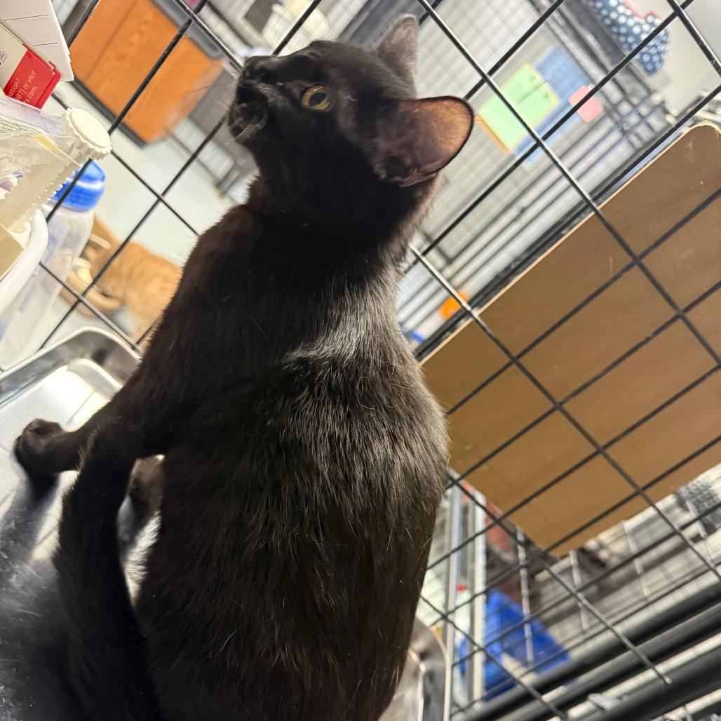Enlarge Chloe, a Adoptable Domestic Medium Hair in Carroll, IA image 2/4