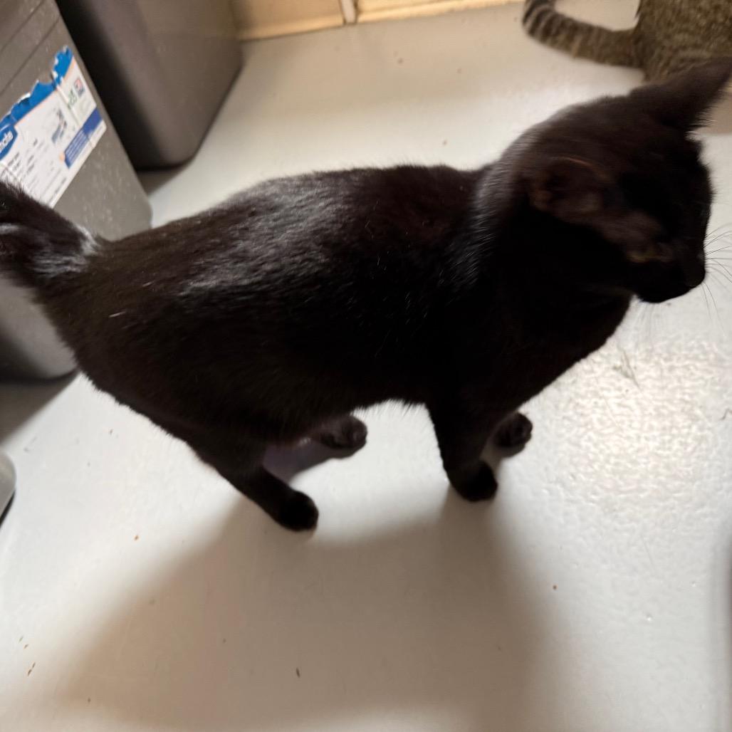 Enlarge Chloe, a Adoptable Domestic Medium Hair in Carroll, IA image 3/4