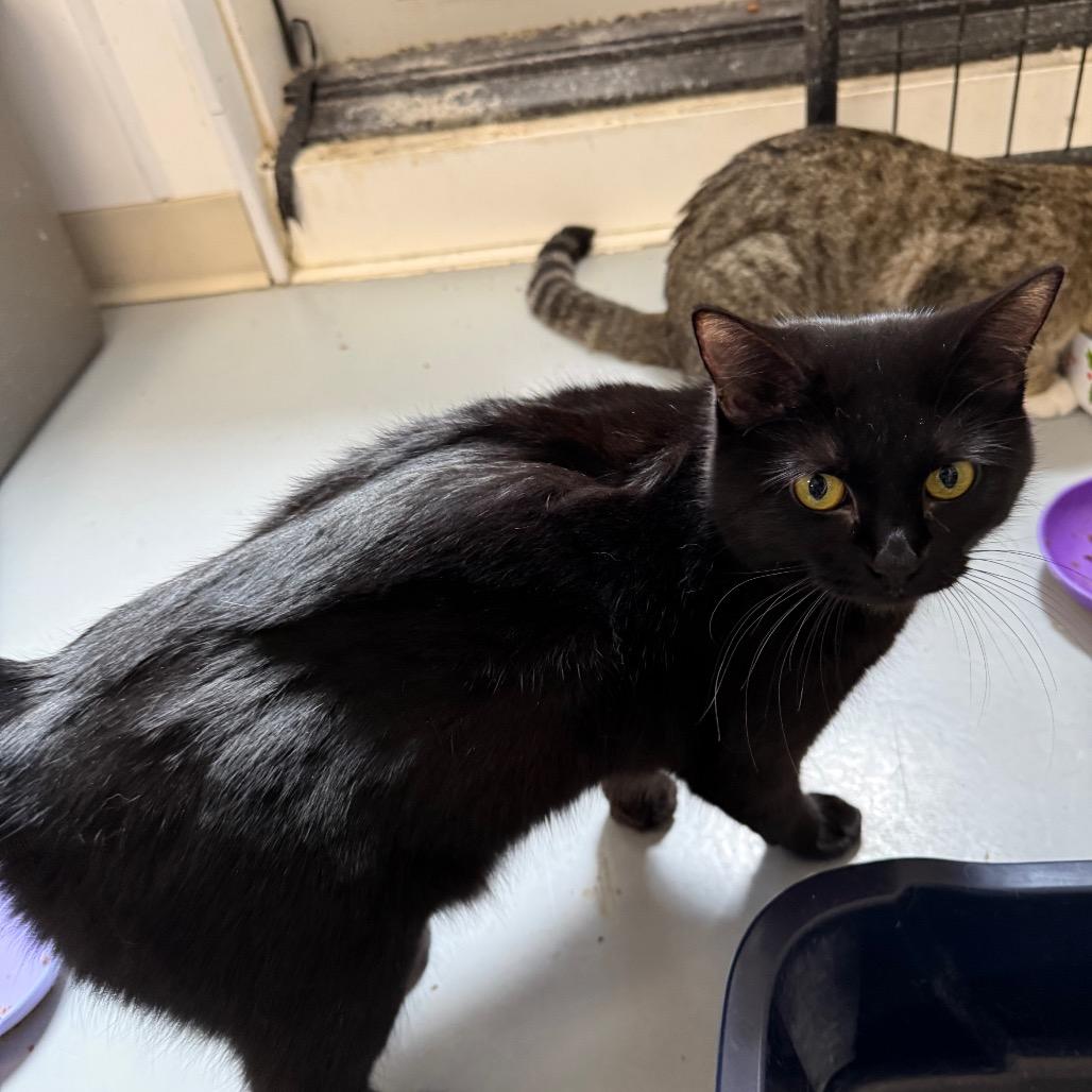 Enlarge Chloe, a Adoptable Domestic Medium Hair in Carroll, IA image 4/4