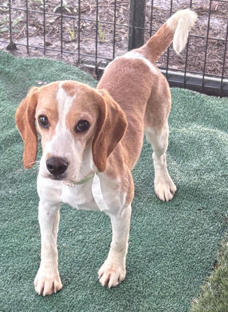Marigold, Adopted, Young Female Beagle.