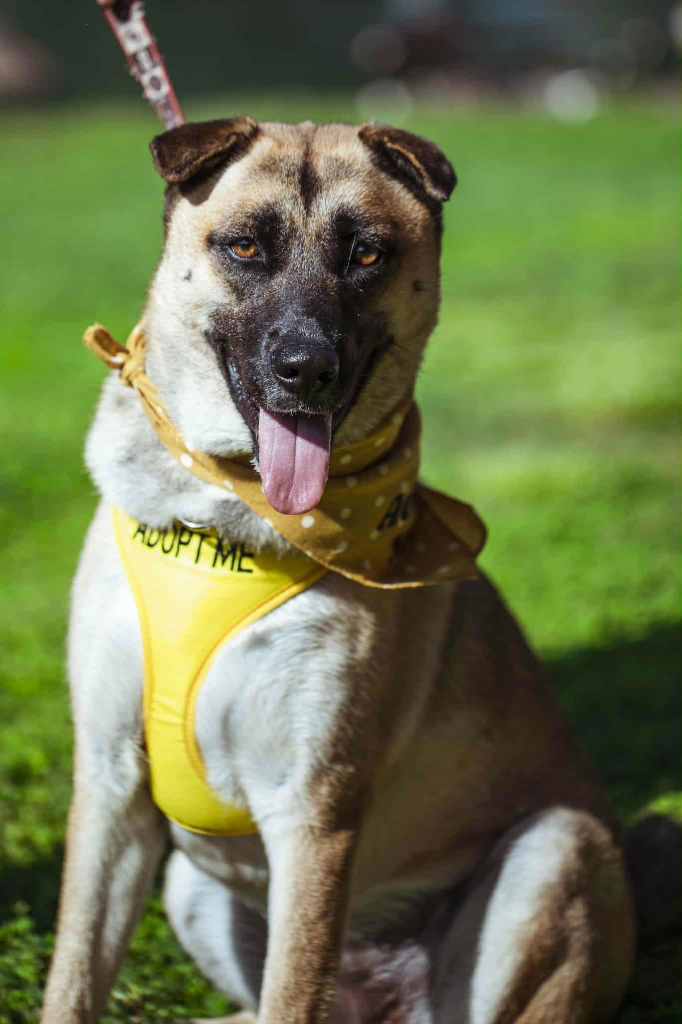 Piper, a Adopted mixed breed in Visalia, CA image 1/3