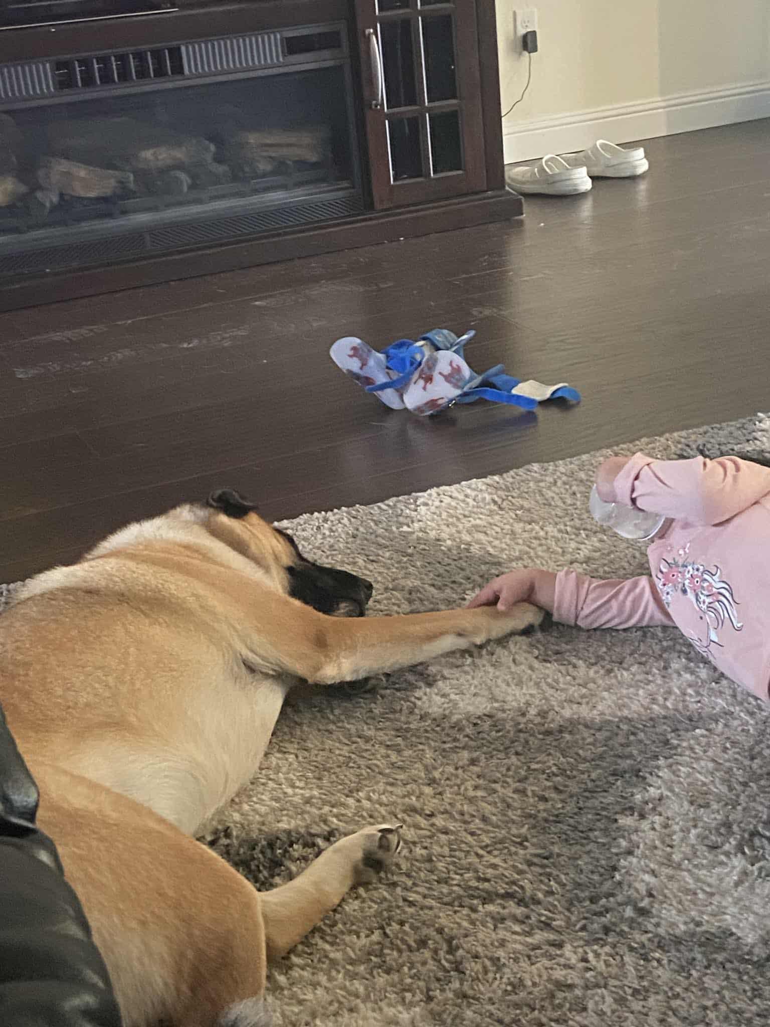 Piper, a Adopted mixed breed in Visalia, CA image 2/3