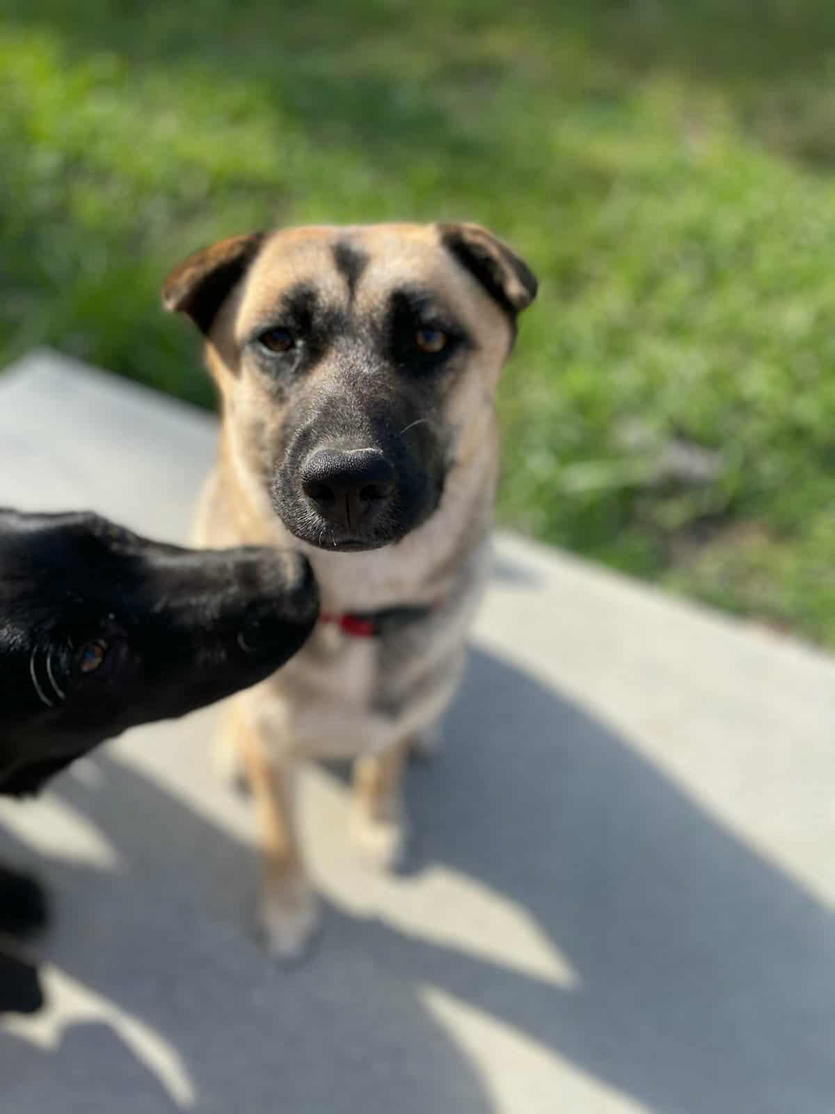 Piper, a Adopted mixed breed in Visalia, CA image 3/3