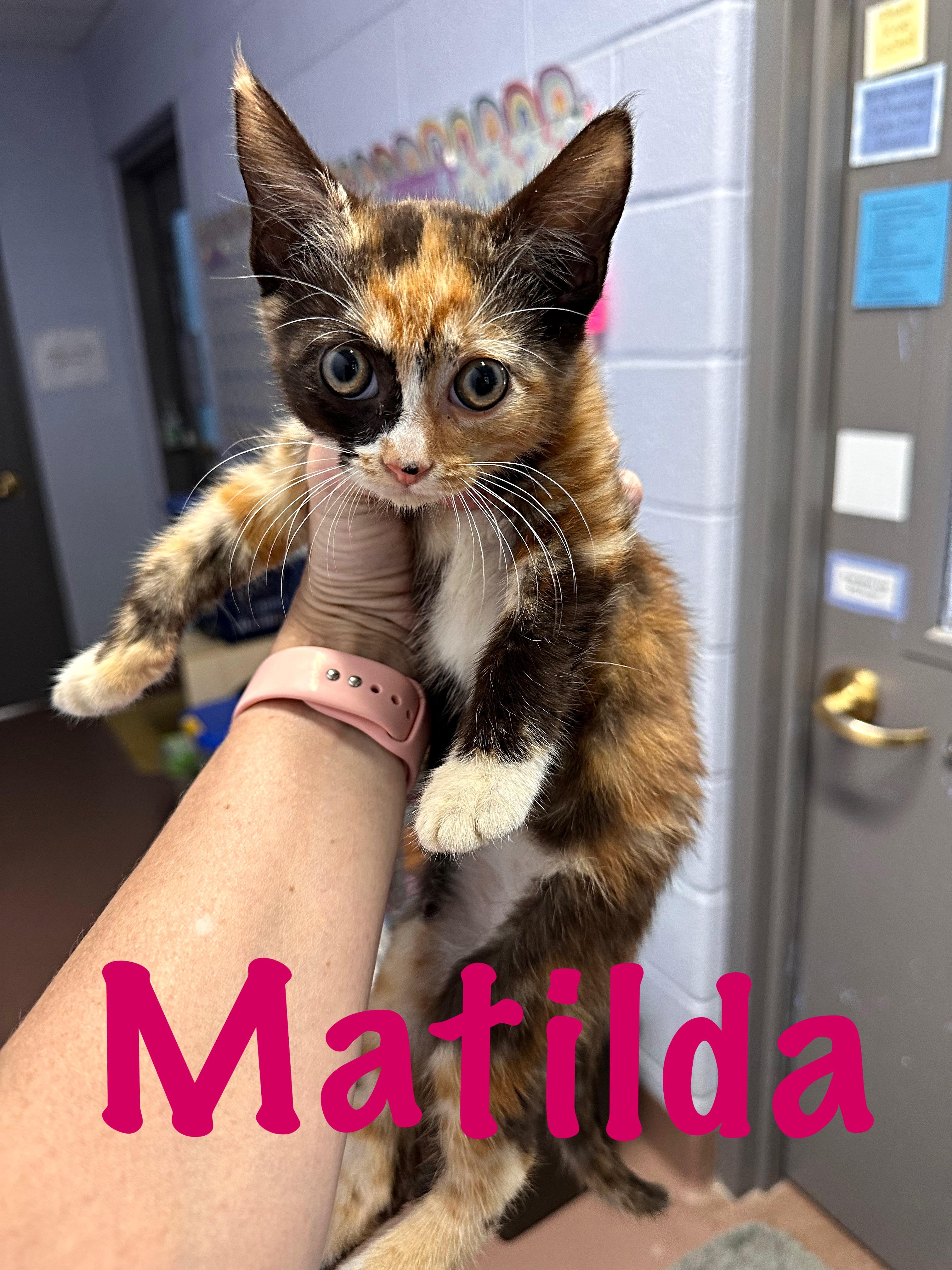 Enlarge Matilda, a Adoptable Domestic Short Hair in Prince Frederick, MD image 4/4