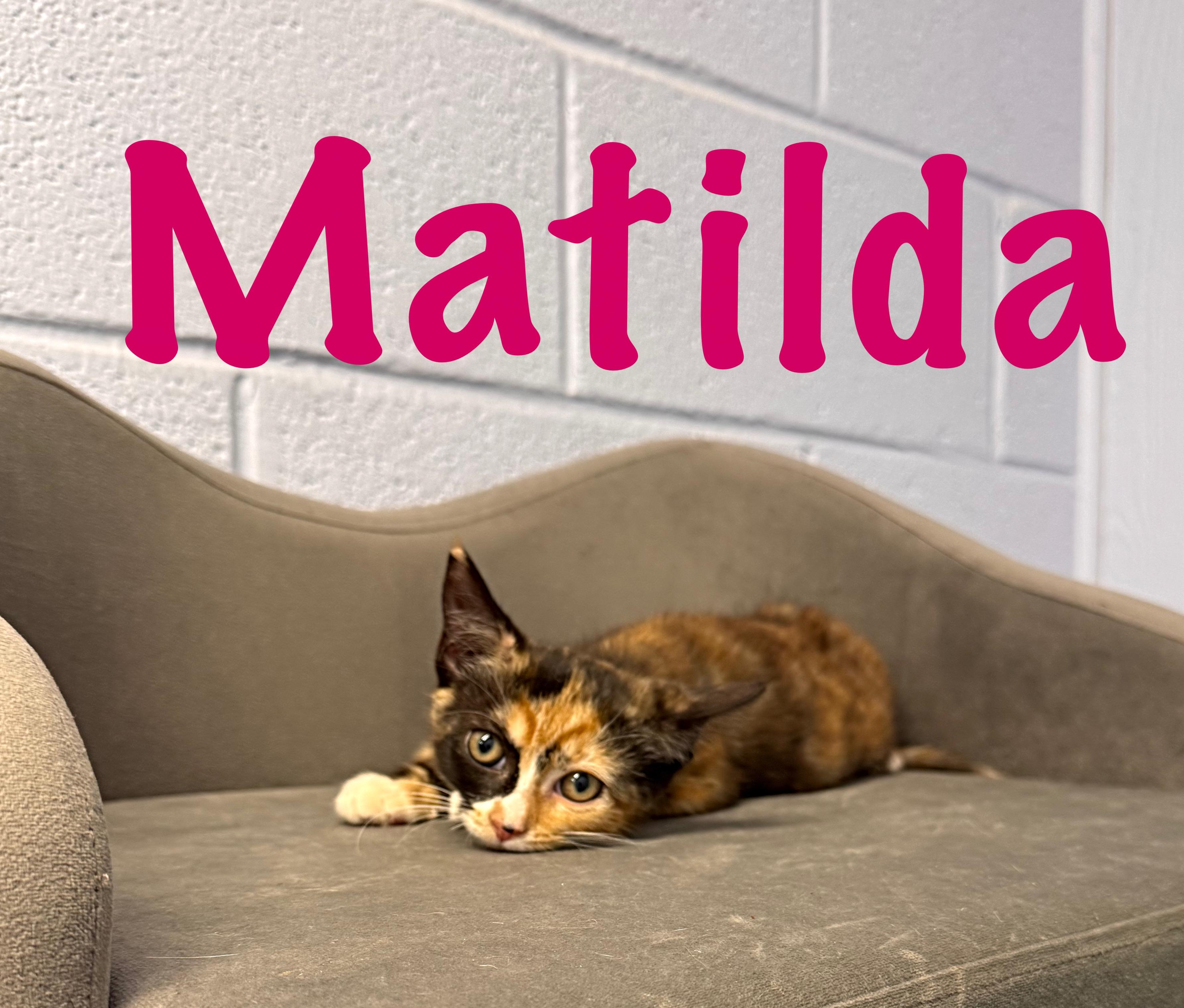 Enlarge Matilda, a Adoptable Domestic Short Hair in Prince Frederick, MD image 3/4