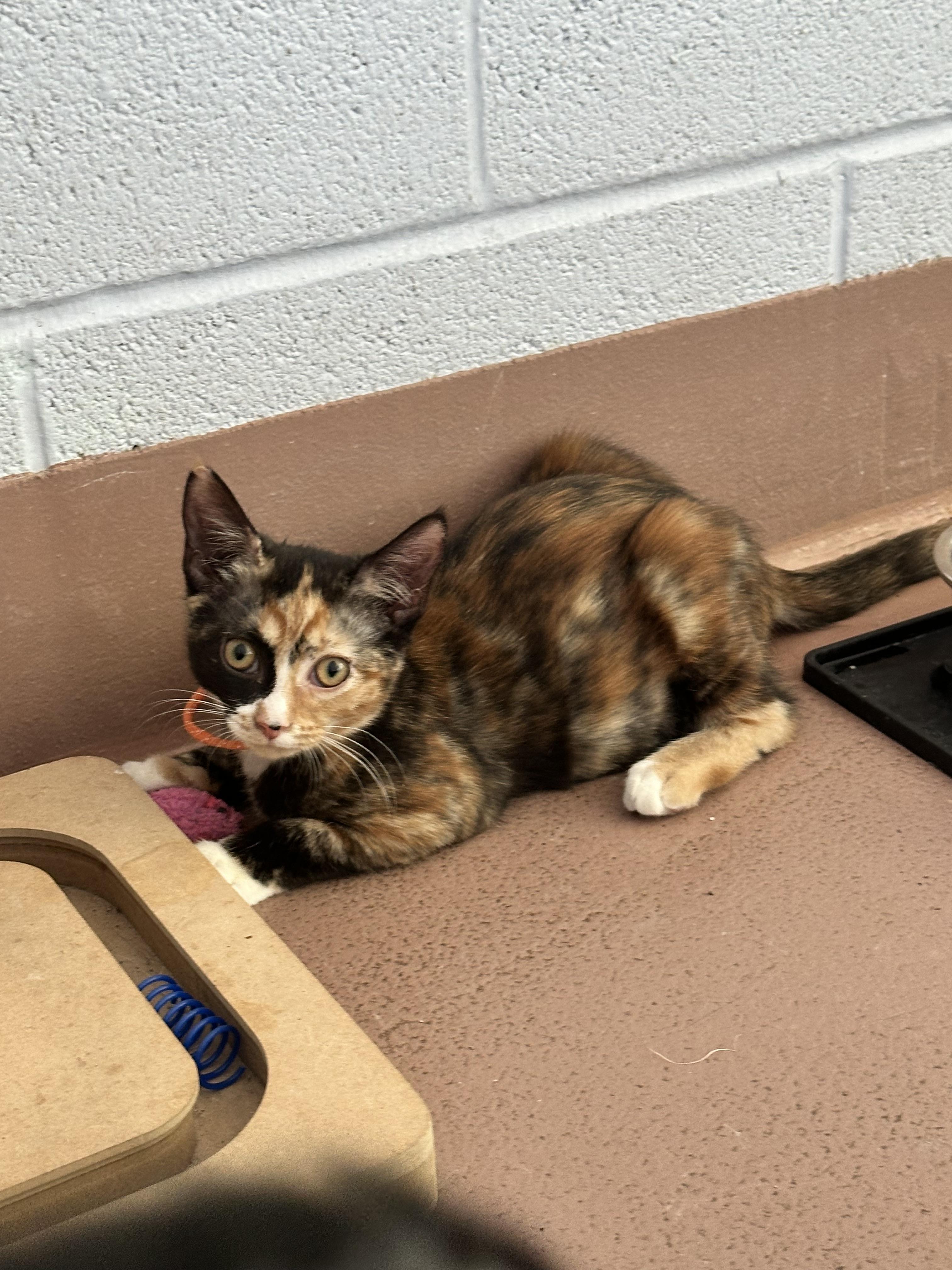 Enlarge Matilda, a Adoptable Domestic Short Hair in Prince Frederick, MD image 2/4