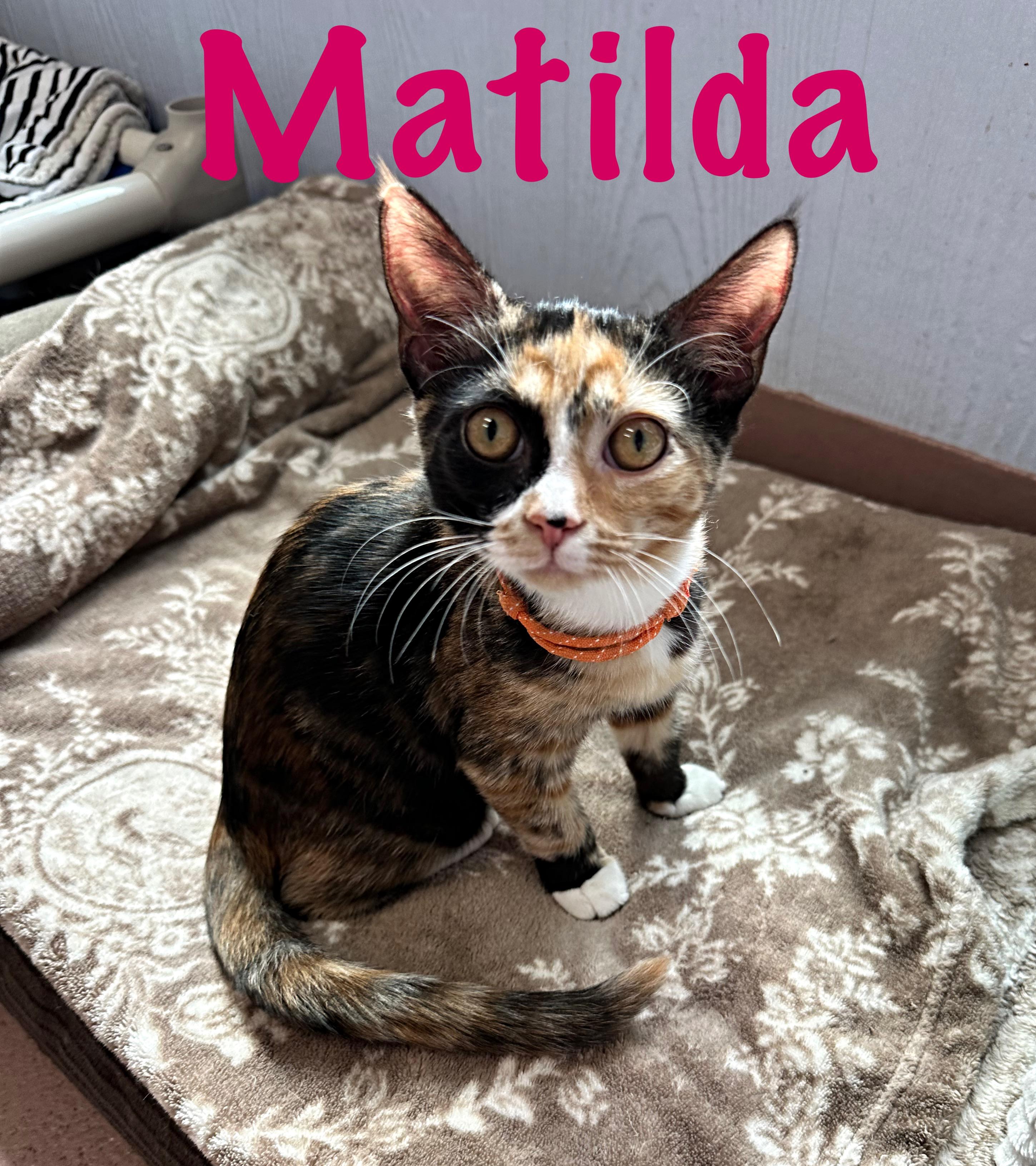 Matilda, Adoptable, Young Female Domestic Short Hair.