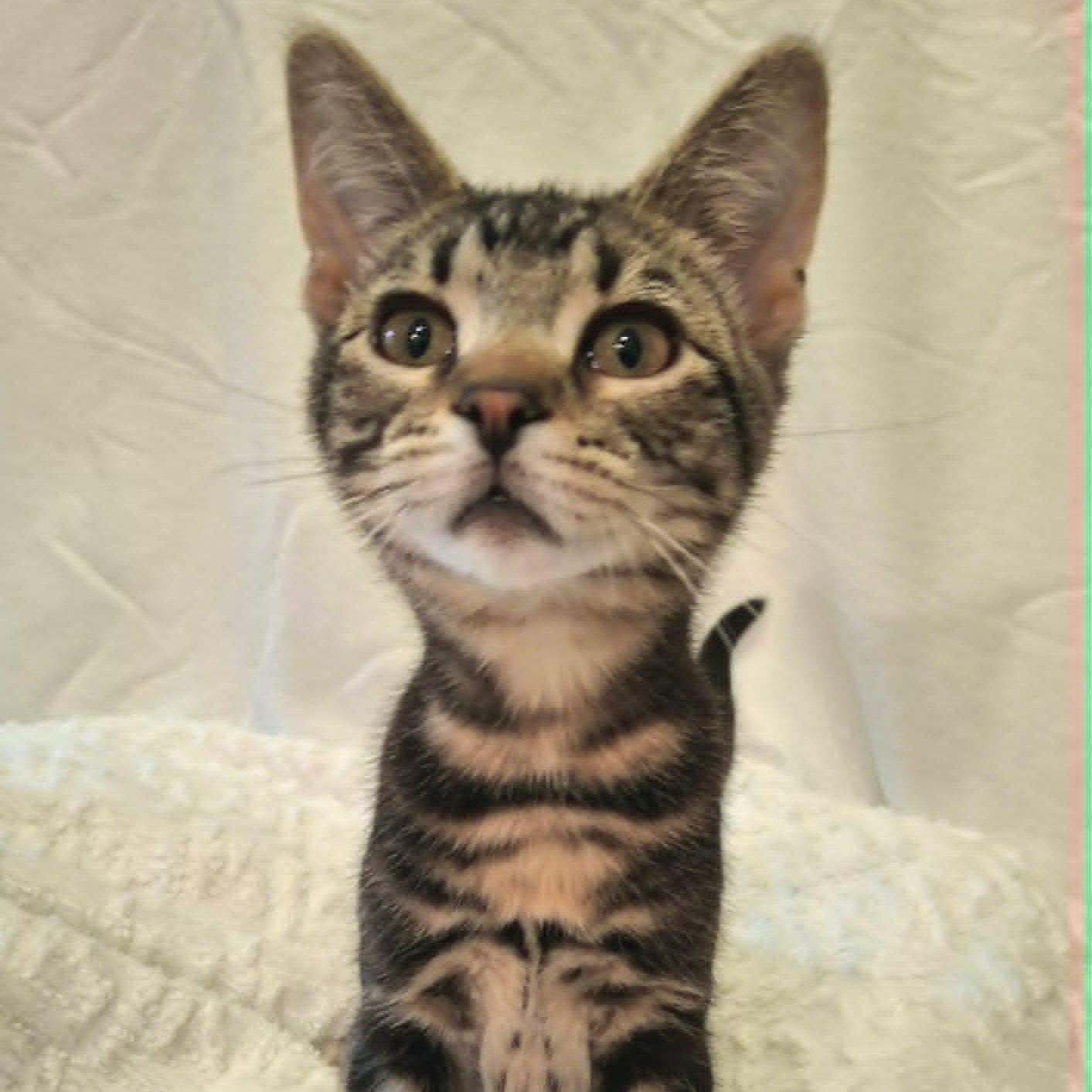 Enlarge Monkey(In foster), a ADOPTABLE Domestic Short Hair in Watertown, WI image 4/4