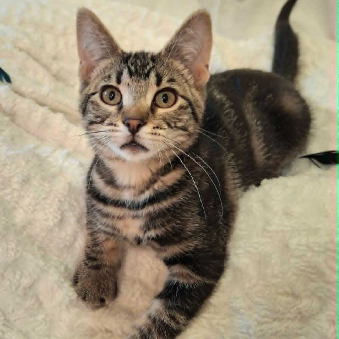 Enlarge Monkey(In foster), a ADOPTABLE Domestic Short Hair in Watertown, WI image 3/4