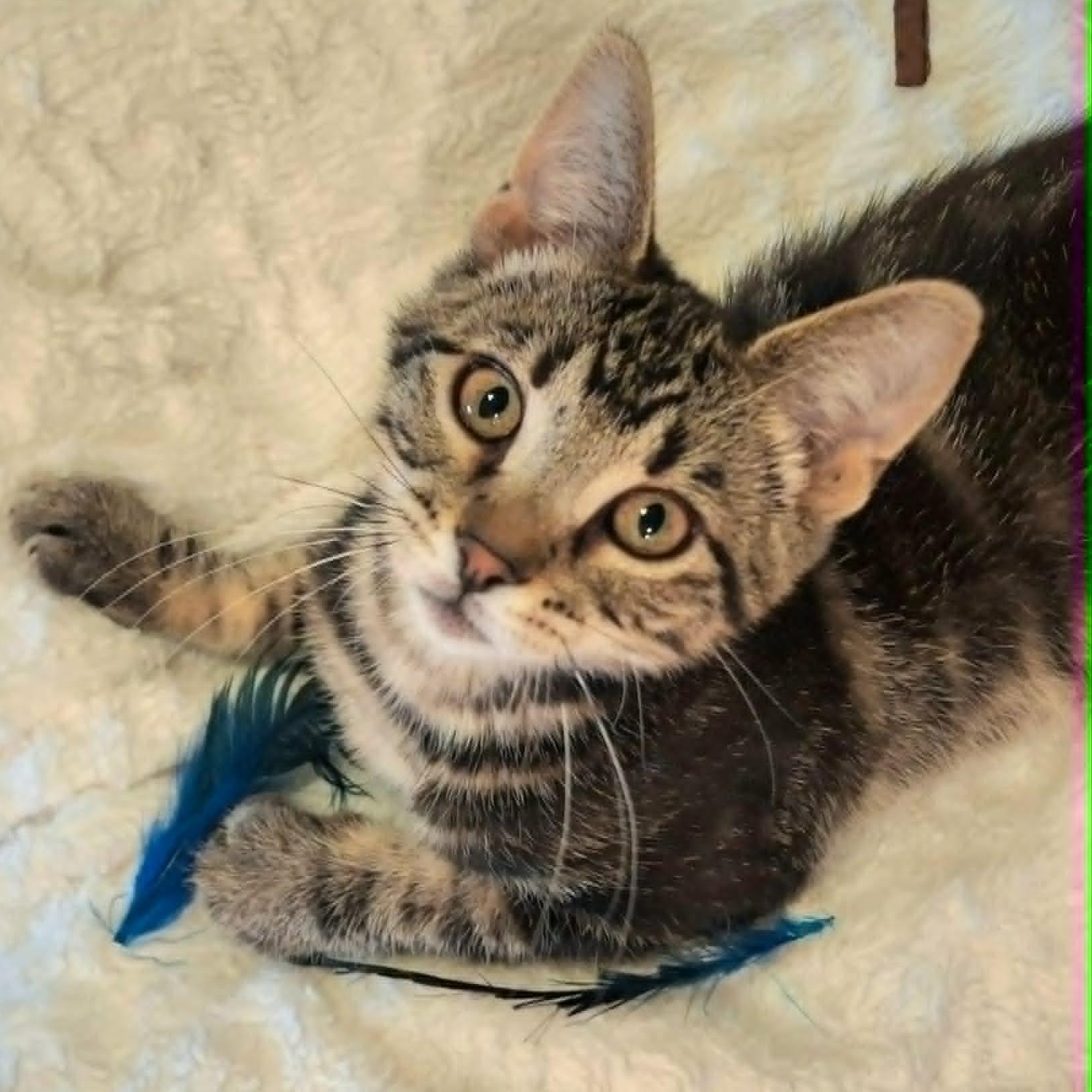 Monkey(In foster), ADOPTABLE, Kitten Male Domestic Short Hair.