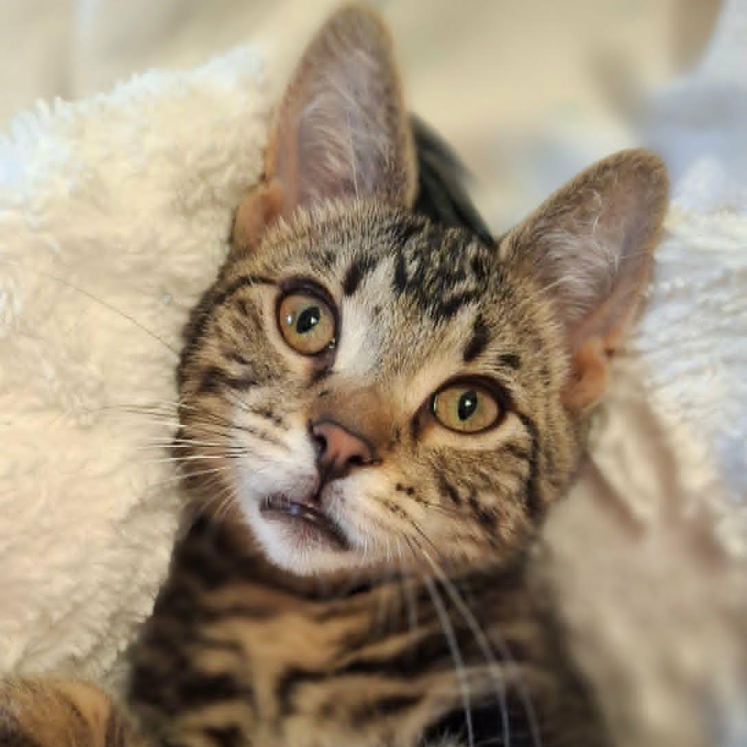 Enlarge Monkey(In foster), a ADOPTABLE Domestic Short Hair in Watertown, WI image 2/4