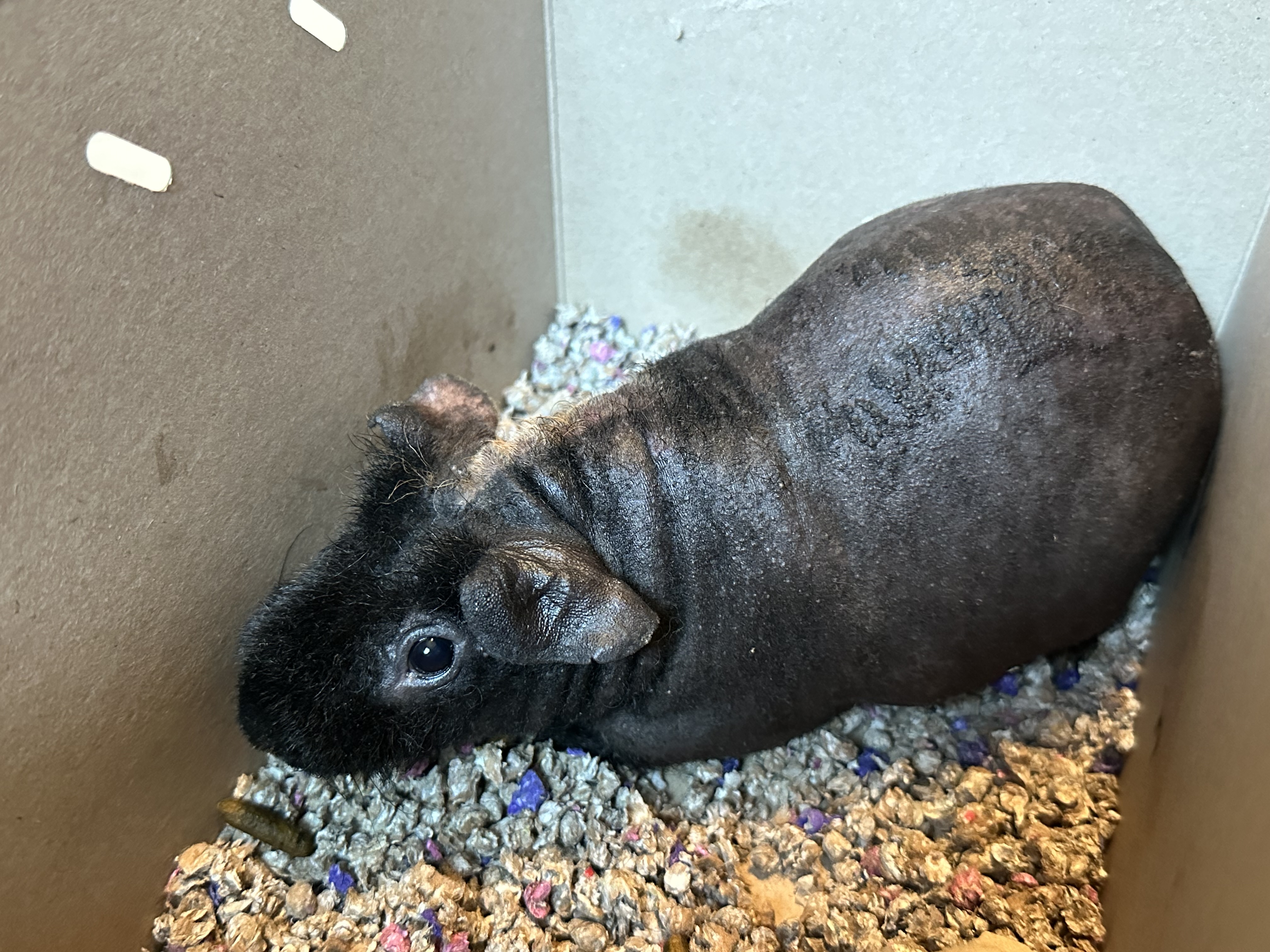 Enlarge Otis, a Adopted Guinea Pig in Frederick, MD image 1/1