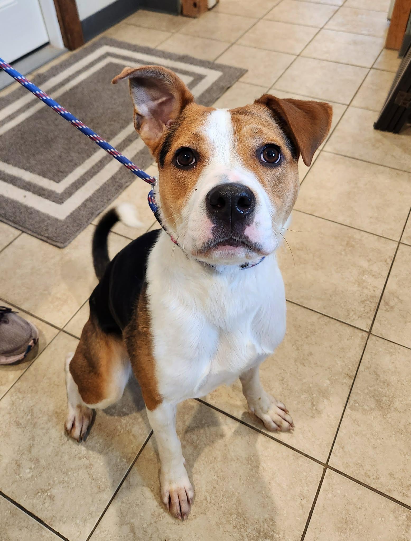 Enlarge Minnie , an adopted mixed breed in Sparta, WI image 4/4