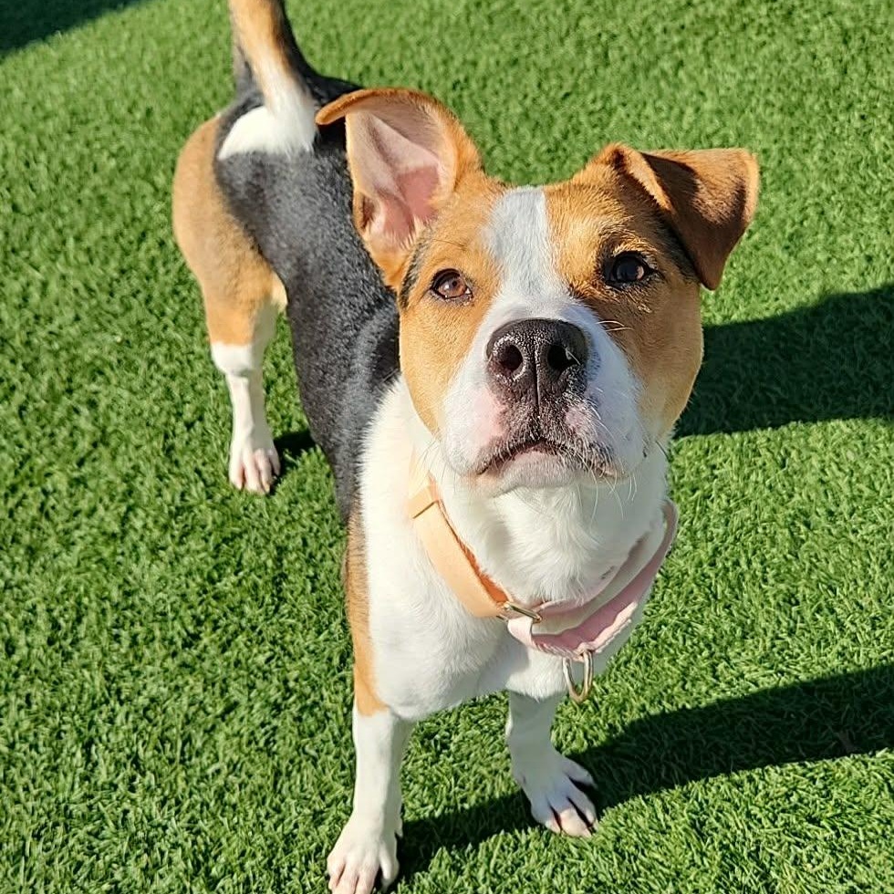 Minnie , ADOPTABLE, Adult Female American Staffordshire Terrier.