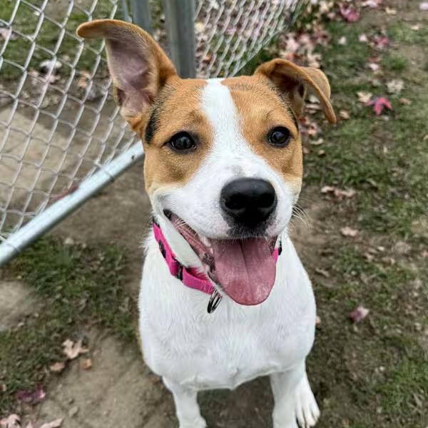 Enlarge Minnie , an adopted mixed breed in Sparta, WI image 3/4