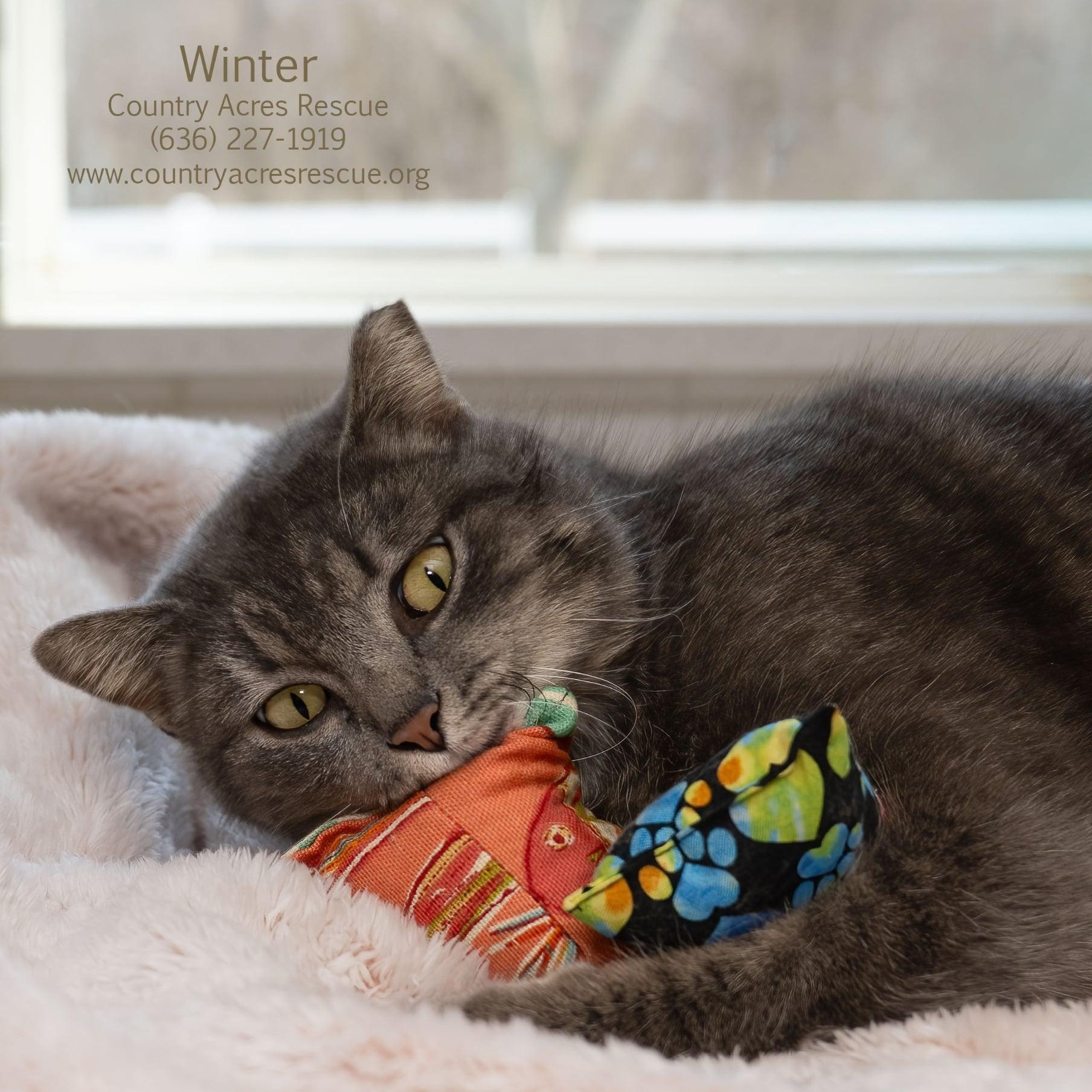 Enlarge Winter, a ADOPTABLE Domestic Short Hair in Manchester, MO image 2/4