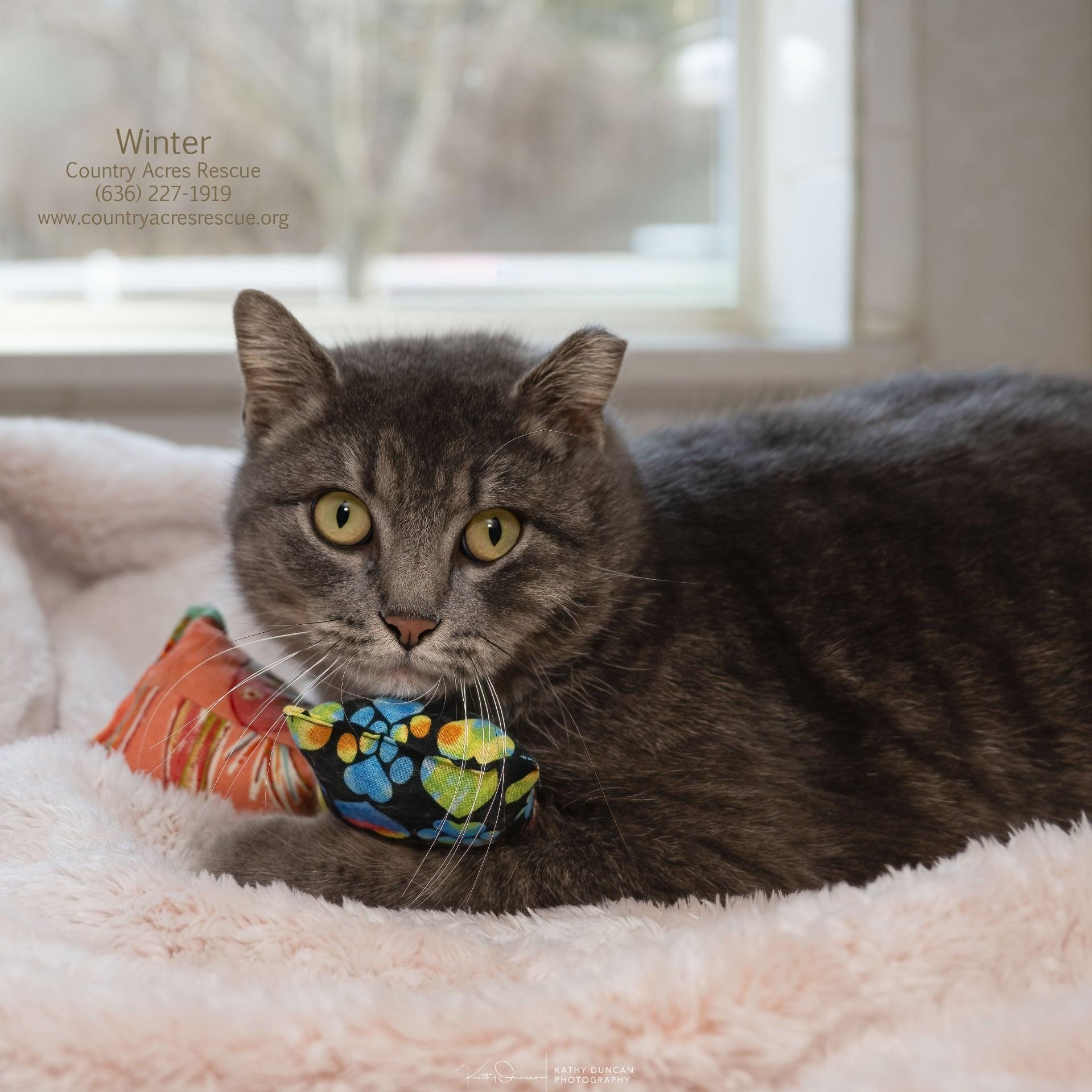 Enlarge Winter, a ADOPTABLE Domestic Short Hair in Manchester, MO image 1/4