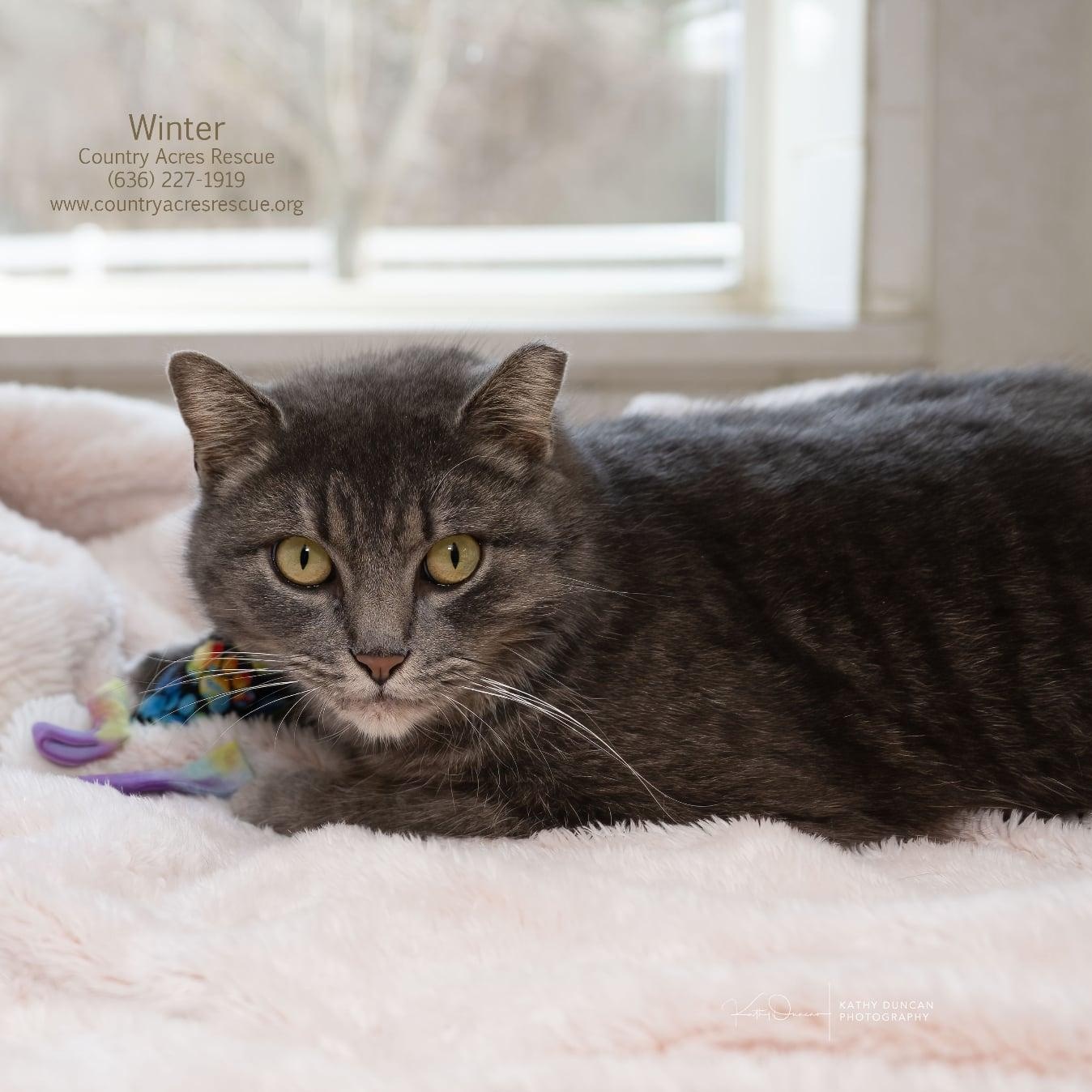 Enlarge Winter, a ADOPTABLE Domestic Short Hair in Manchester, MO image 4/4