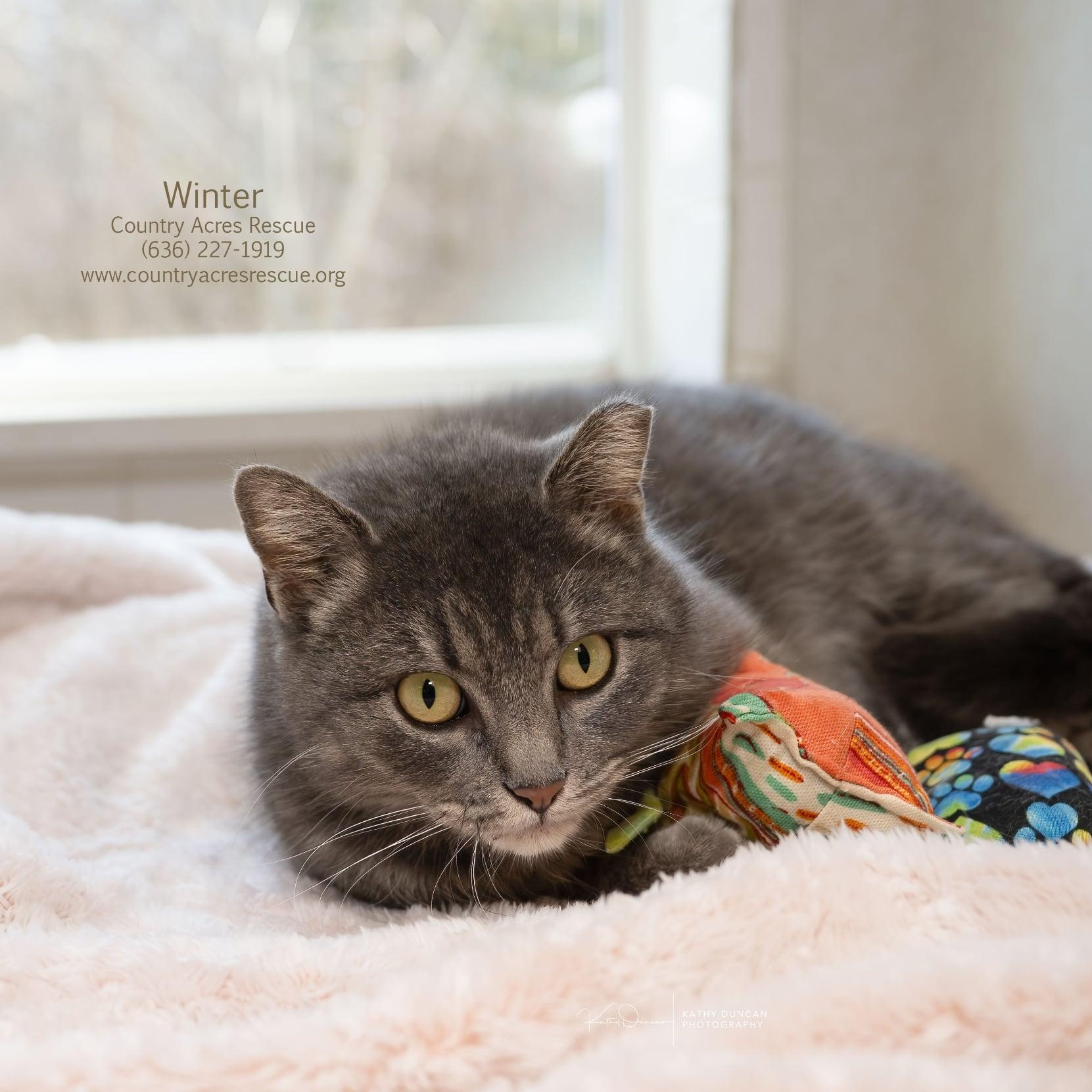 Enlarge Winter, a ADOPTABLE Domestic Short Hair in Manchester, MO image 3/4