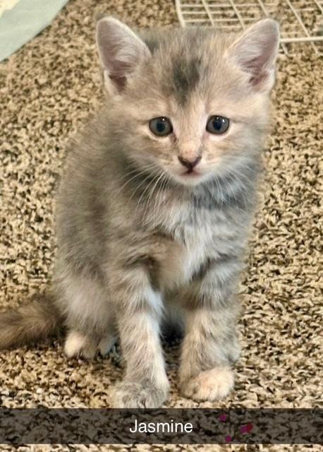 Jasmine, Baby Female unknown