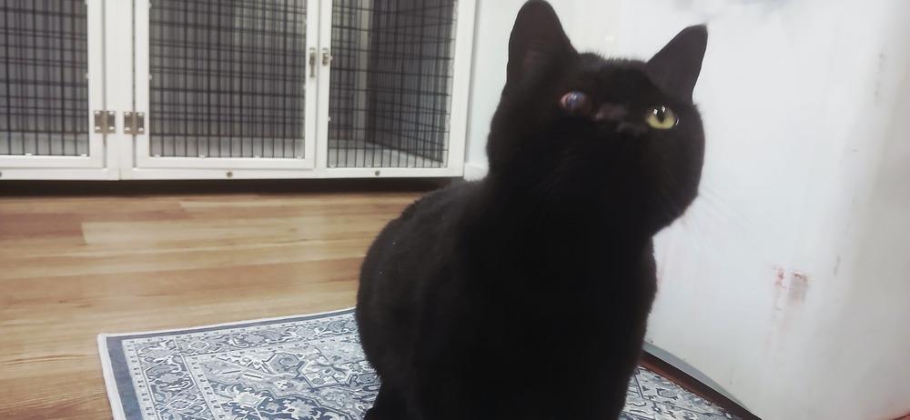 Laveau, Adoptable, Adult Female Domestic Short Hair.