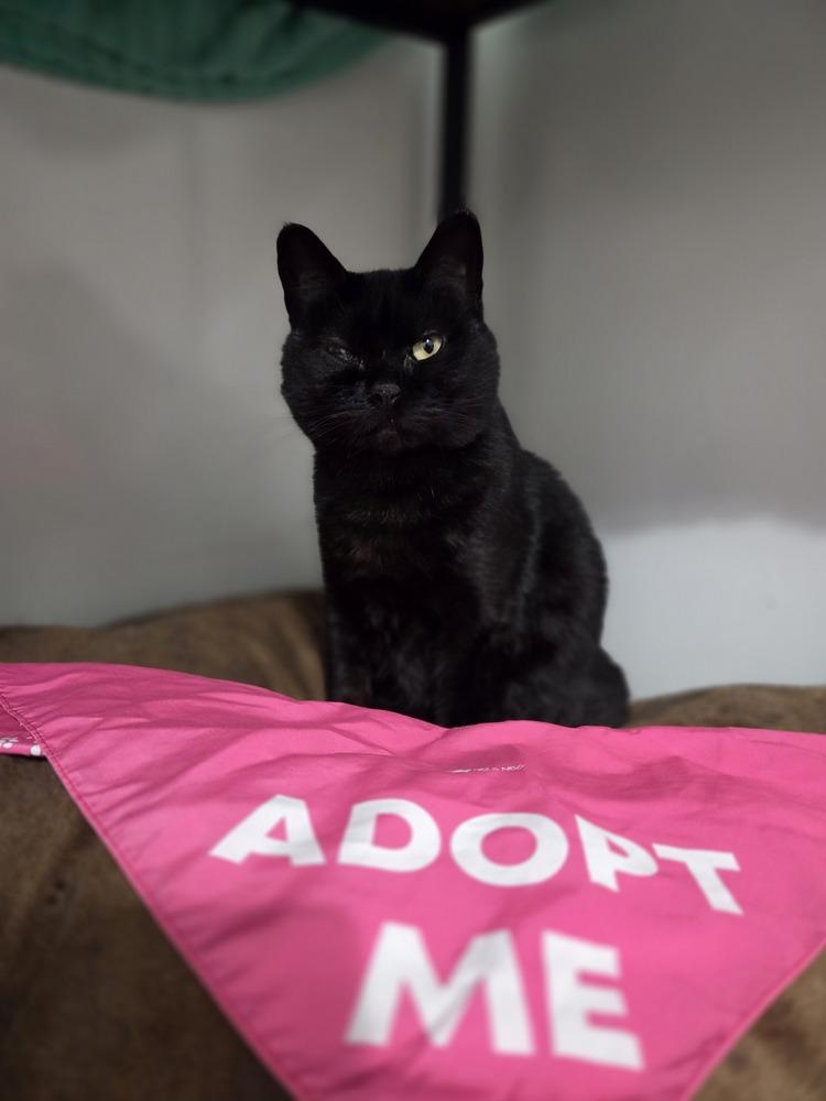 Laveau, a Adoptable Domestic Short Hair in Salmon, ID image 2/5