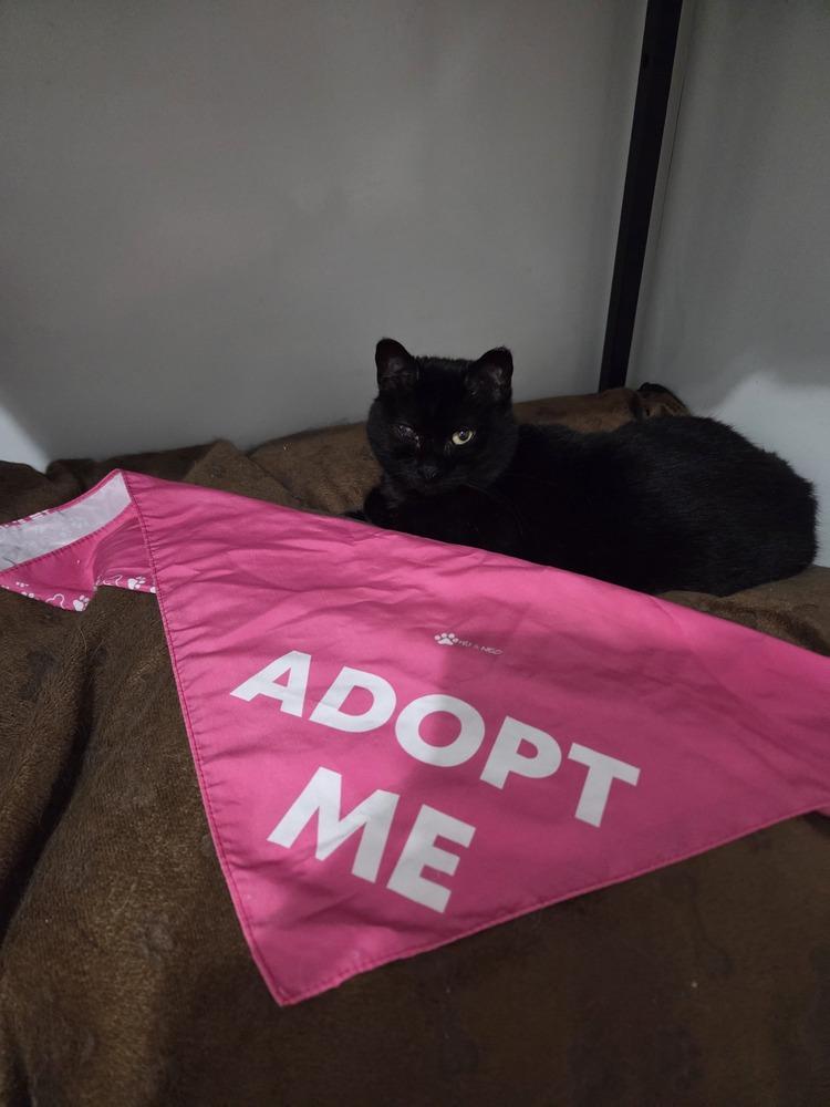 Laveau, a Adoptable Domestic Short Hair in Salmon, ID image 3/5