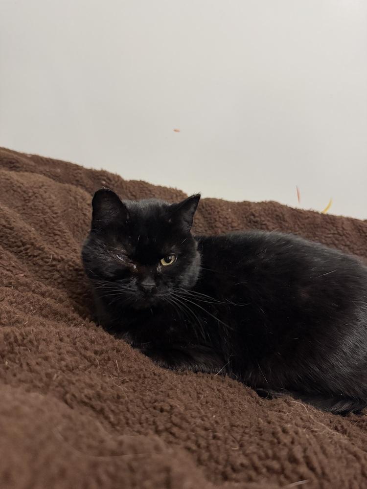 Enlarge Laveau, a Adoptable Domestic Short Hair in Salmon, ID image 2/3